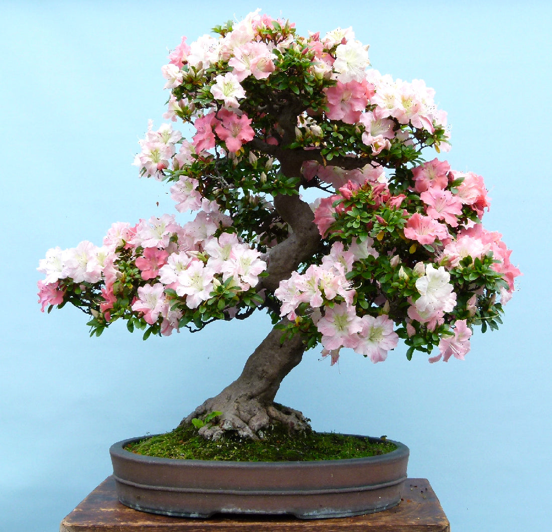 Japanese Satsuki Azalea Flowering Bonsai Tree