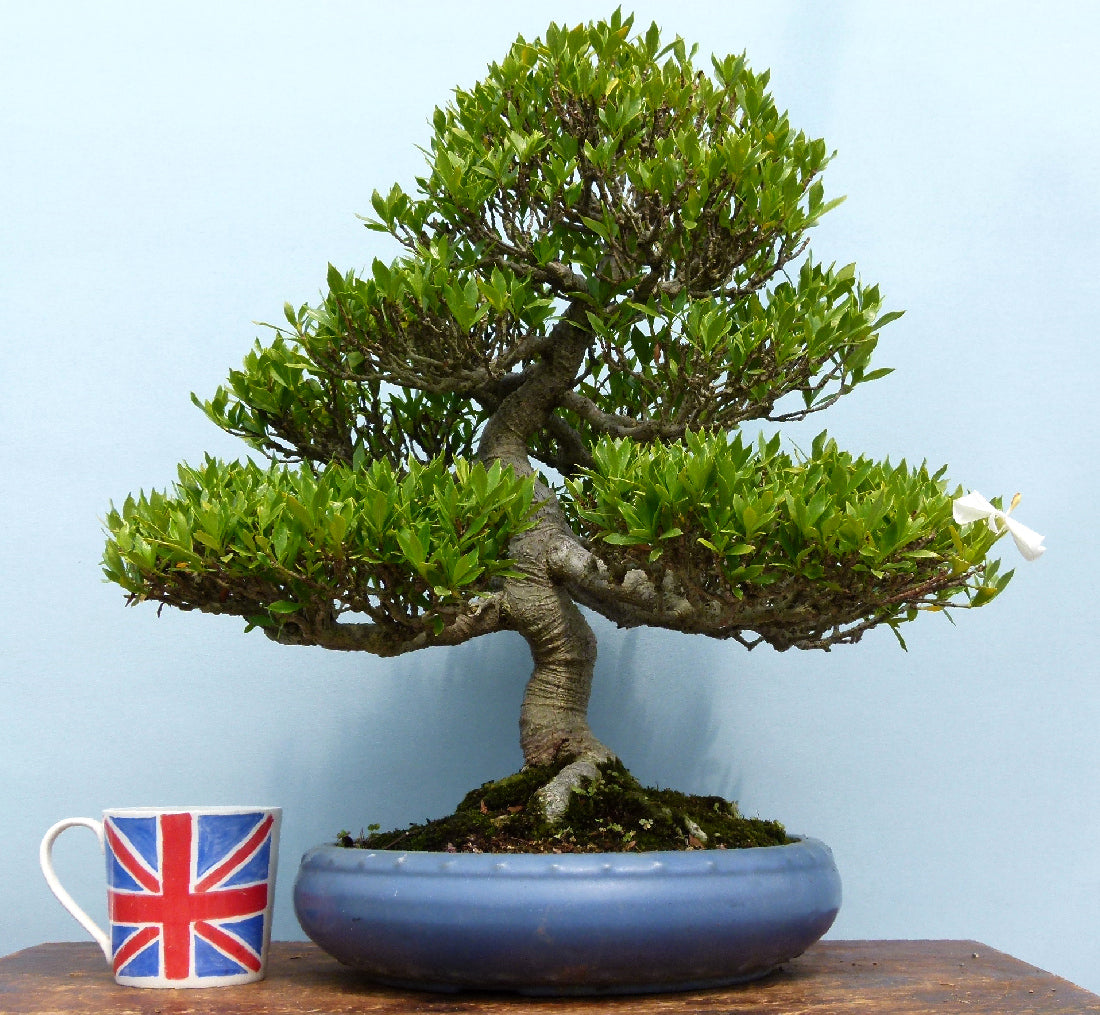 OUTSTANDING Gardenia Evergreen Flowering Bonsai Tree