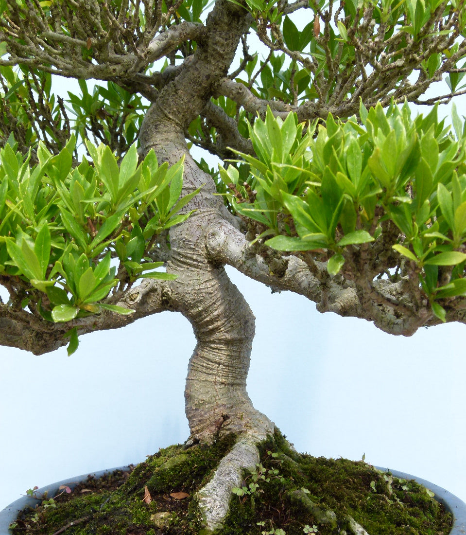 OUTSTANDING Gardenia Evergreen Flowering Bonsai Tree