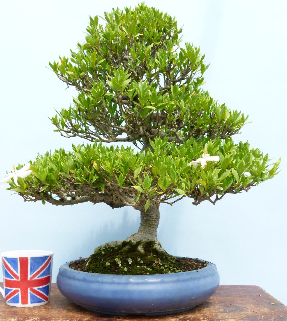 OUTSTANDING Gardenia Evergreen Flowering Bonsai Tree