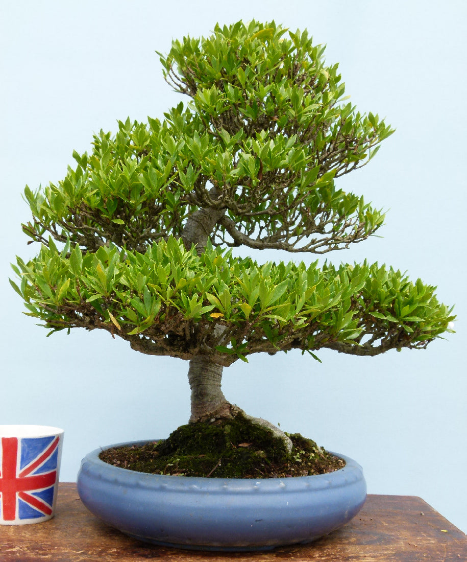 OUTSTANDING Gardenia Evergreen Flowering Bonsai Tree