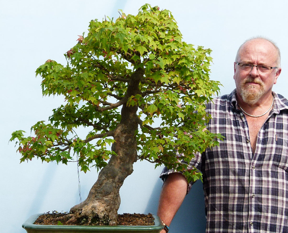 Trident Maple Bonsai Tree