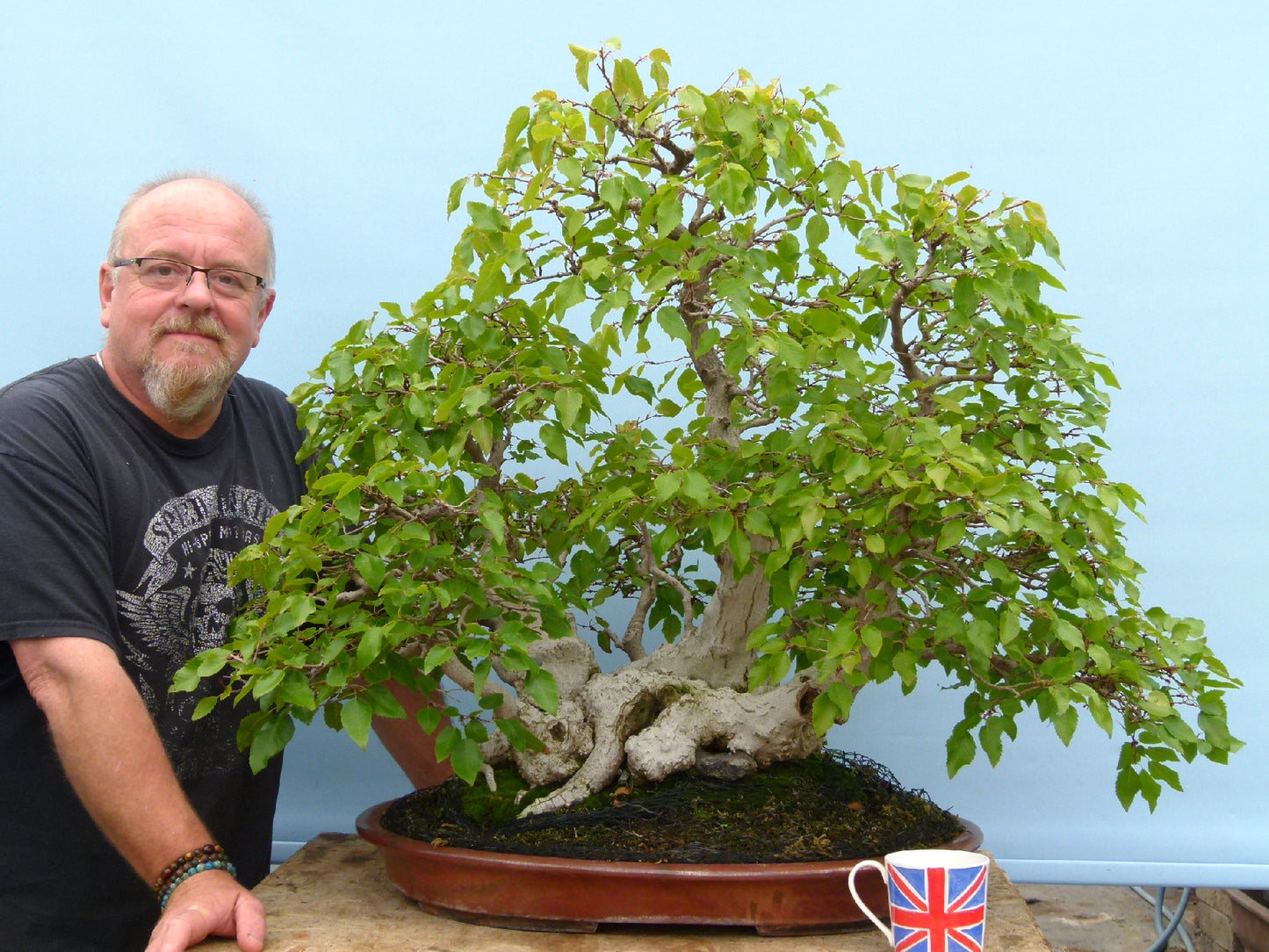 EXCEPTIONAL Korean Hornbeam Bonsai Tree