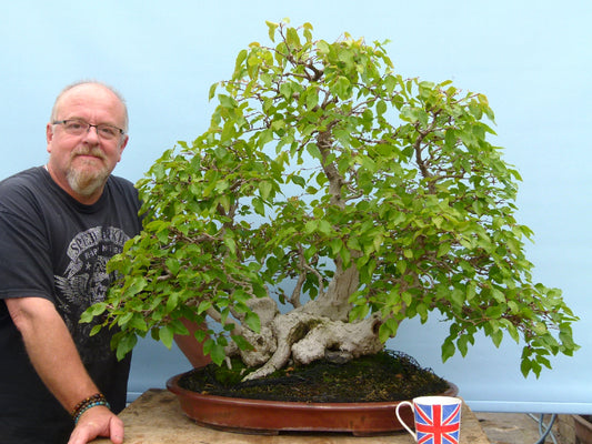 EXCEPTIONAL Korean Hornbeam Bonsai Tree