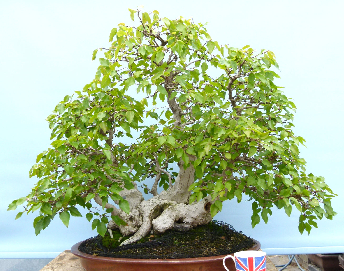 EXCEPTIONAL Korean Hornbeam Bonsai Tree