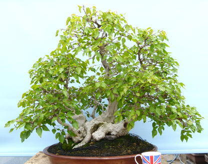 EXCEPTIONAL Korean Hornbeam Bonsai Tree