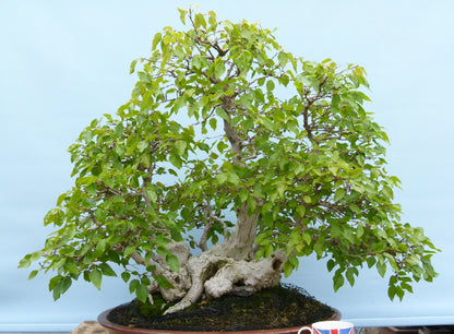 EXCEPTIONAL Korean Hornbeam Bonsai Tree
