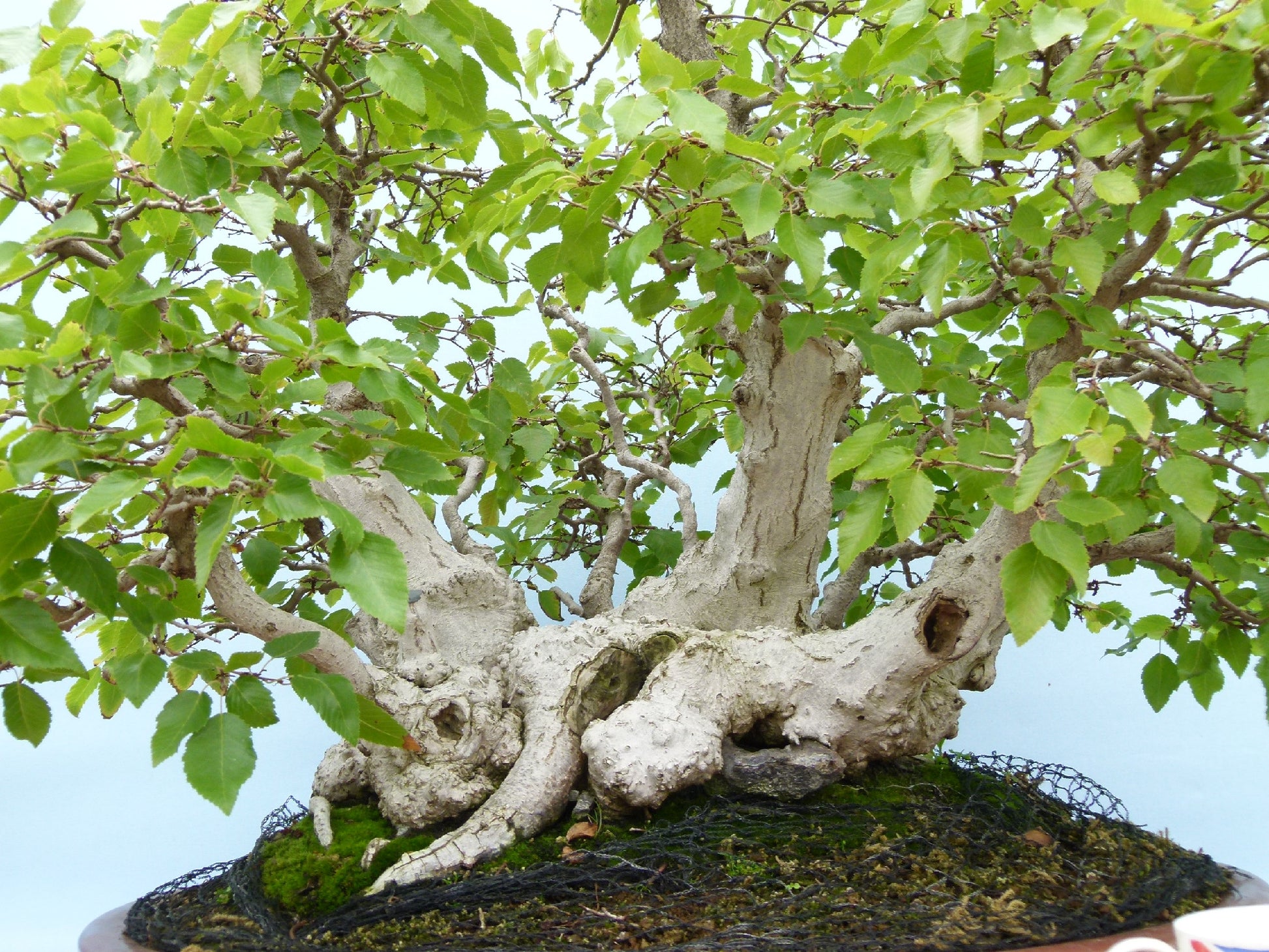 EXCEPTIONAL Korean Hornbeam Bonsai Tree