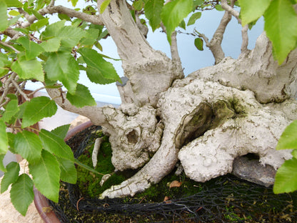 EXCEPTIONAL Korean Hornbeam Bonsai Tree
