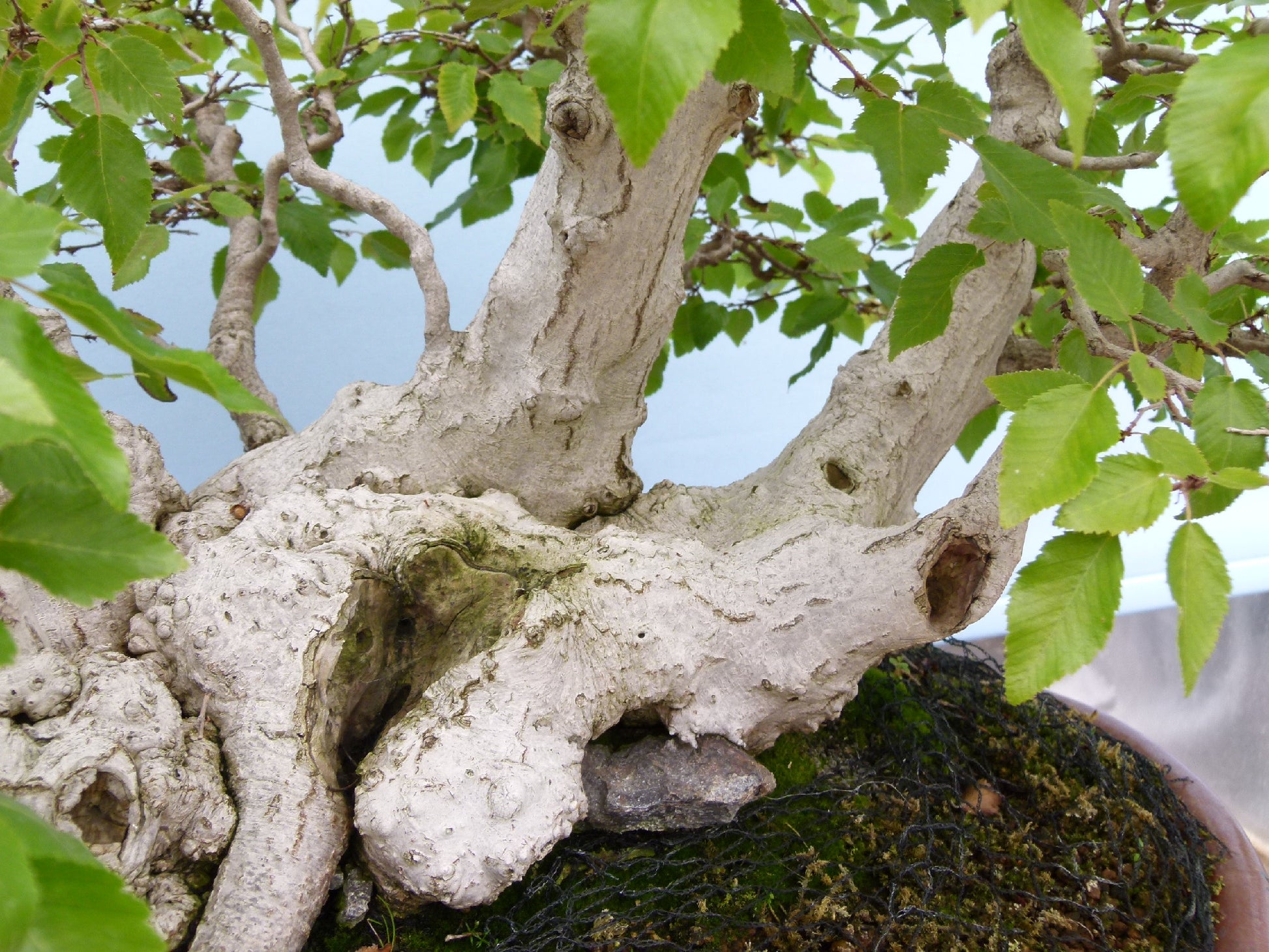 EXCEPTIONAL Korean Hornbeam Bonsai Tree