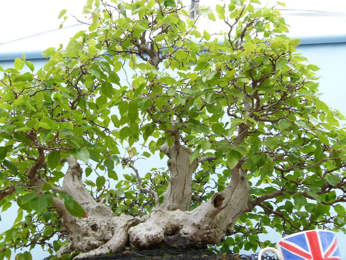 EXCEPTIONAL Korean Hornbeam Bonsai Tree