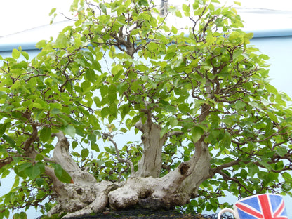 EXCEPTIONAL Korean Hornbeam Bonsai Tree