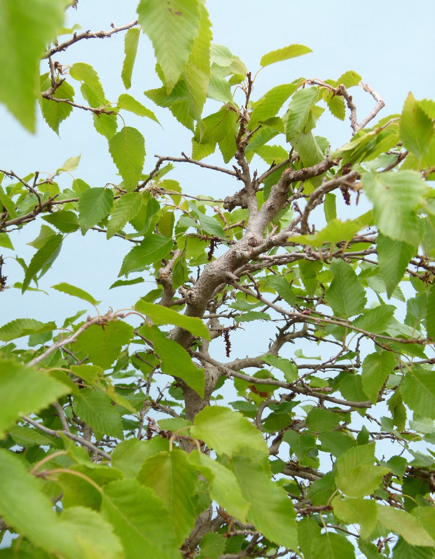 EXCEPTIONAL Korean Hornbeam Bonsai Tree