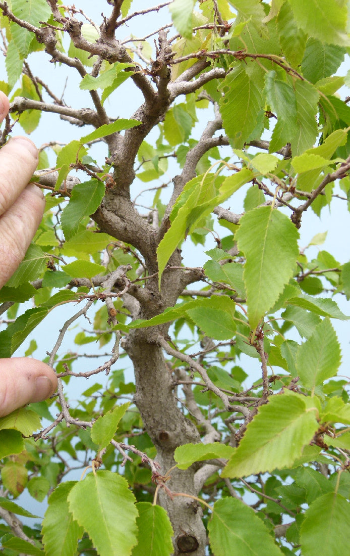 EXCEPTIONAL Korean Hornbeam Bonsai Tree