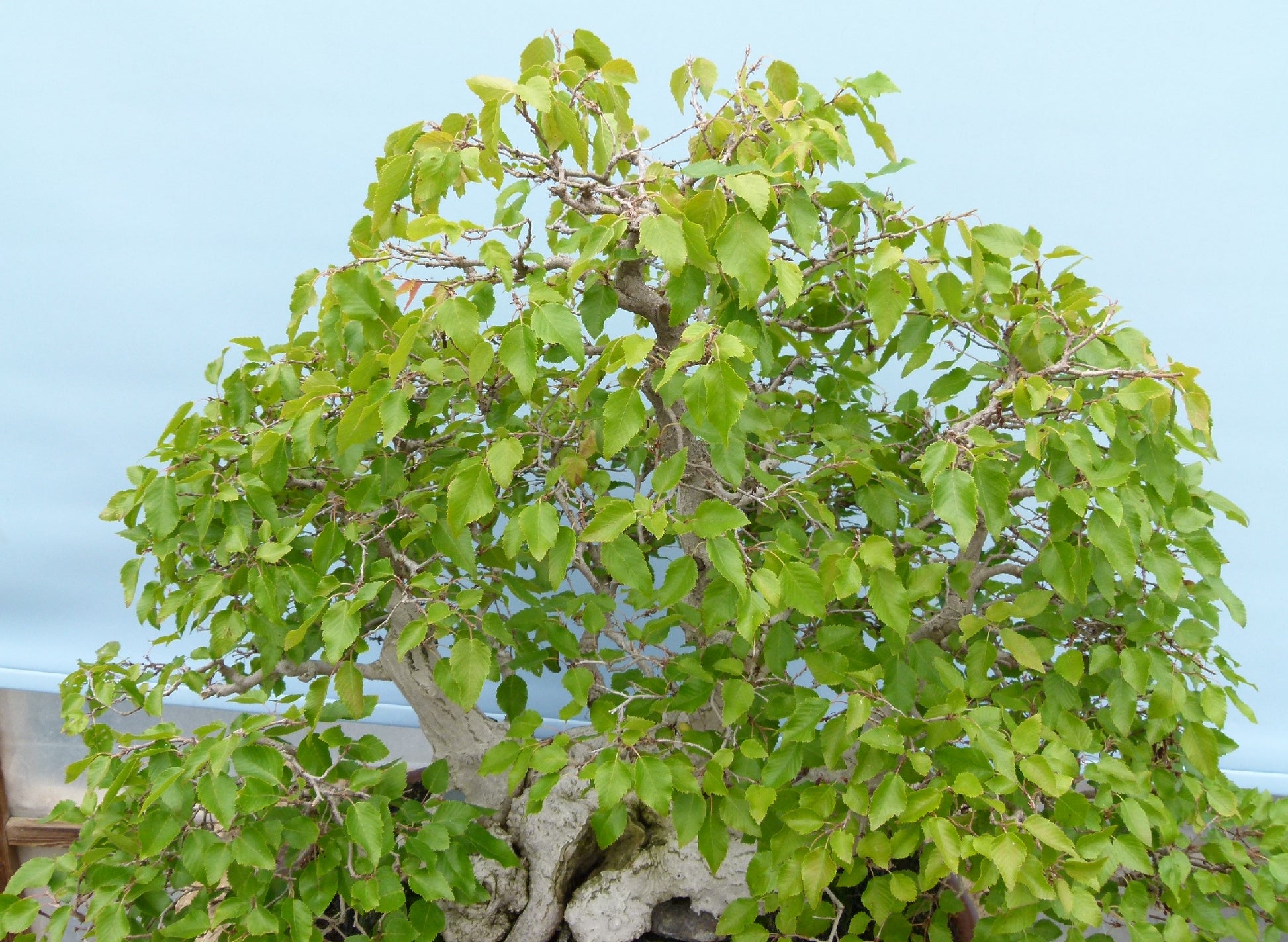 EXCEPTIONAL Korean Hornbeam Bonsai Tree
