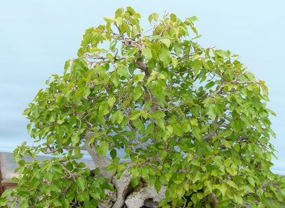 EXCEPTIONAL Korean Hornbeam Bonsai Tree