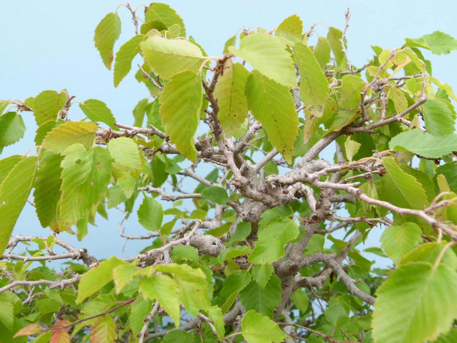 EXCEPTIONAL Korean Hornbeam Bonsai Tree