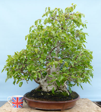 EXCEPTIONAL Korean Hornbeam Bonsai Tree