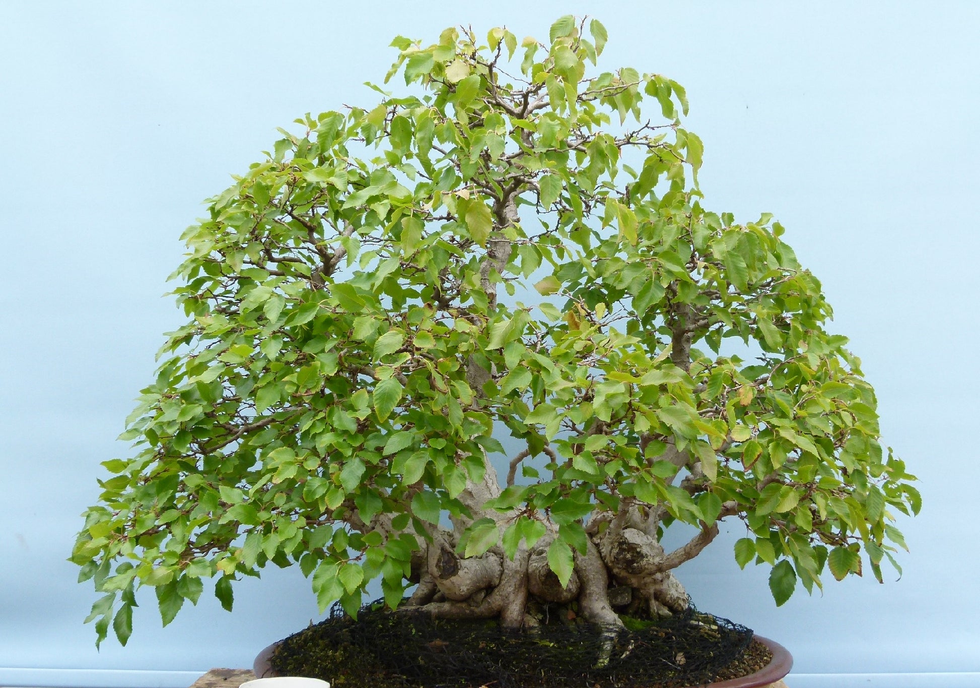 EXCEPTIONAL Korean Hornbeam Bonsai Tree