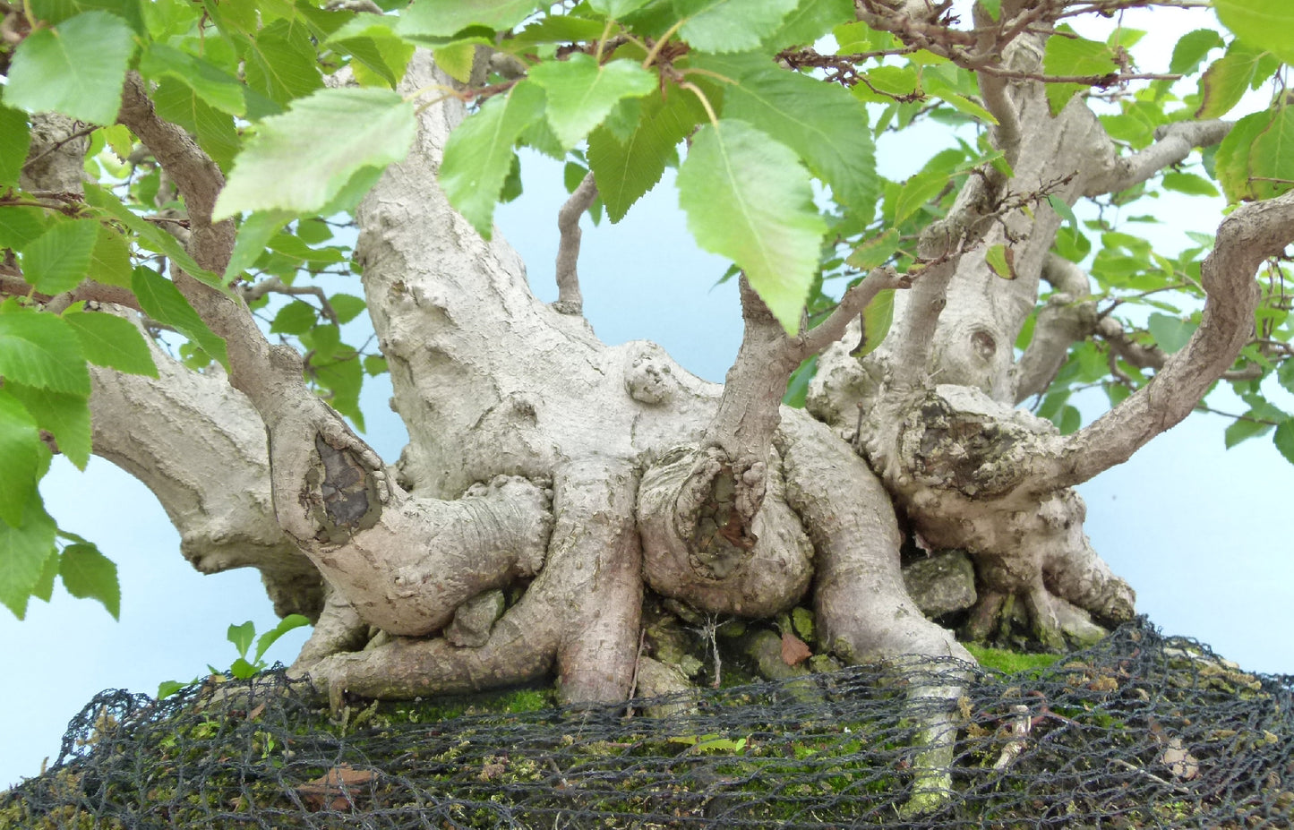 EXCEPTIONAL Korean Hornbeam Bonsai Tree