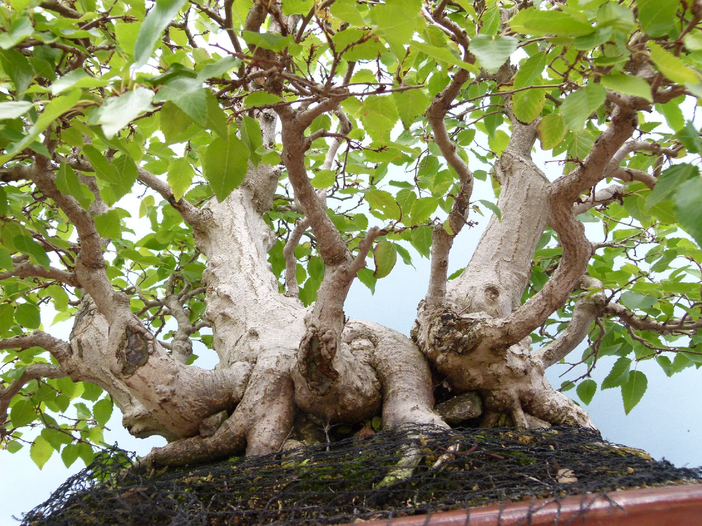 EXCEPTIONAL Korean Hornbeam Bonsai Tree