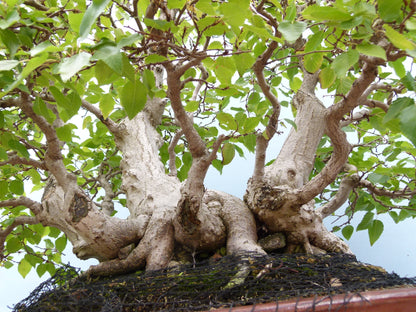EXCEPTIONAL Korean Hornbeam Bonsai Tree