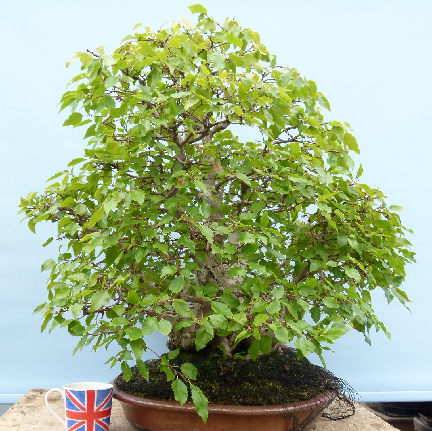 EXCEPTIONAL Korean Hornbeam Bonsai Tree