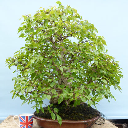 EXCEPTIONAL Korean Hornbeam Bonsai Tree