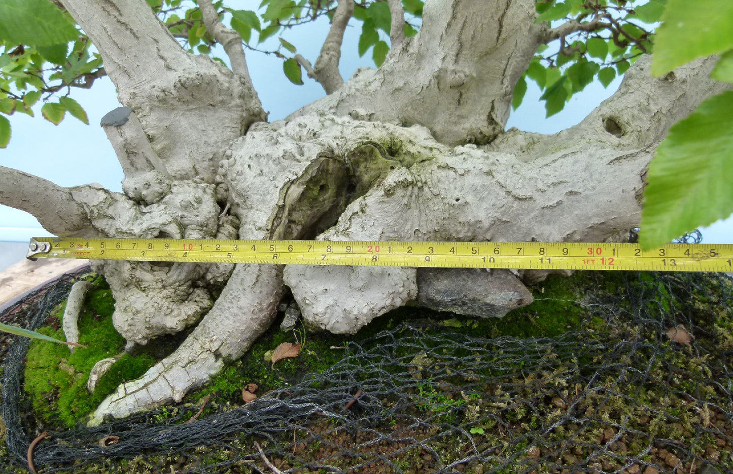 EXCEPTIONAL Korean Hornbeam Bonsai Tree