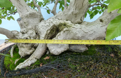 EXCEPTIONAL Korean Hornbeam Bonsai Tree