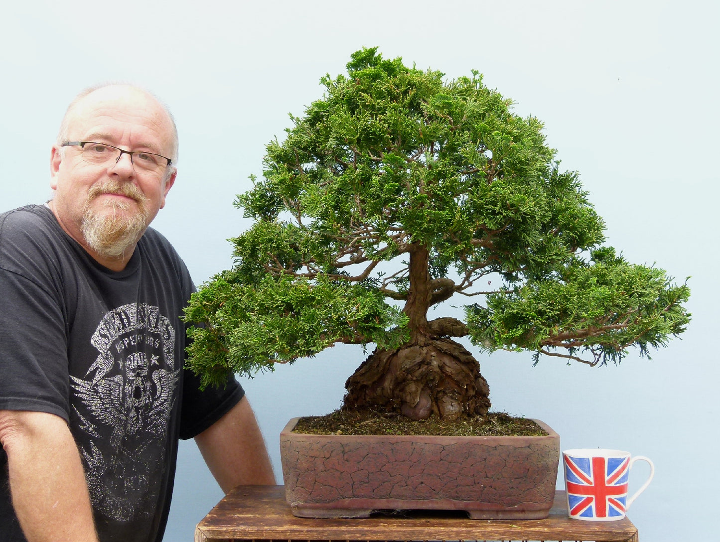 Dwarf Hinoki Cypress Bonsai Tree