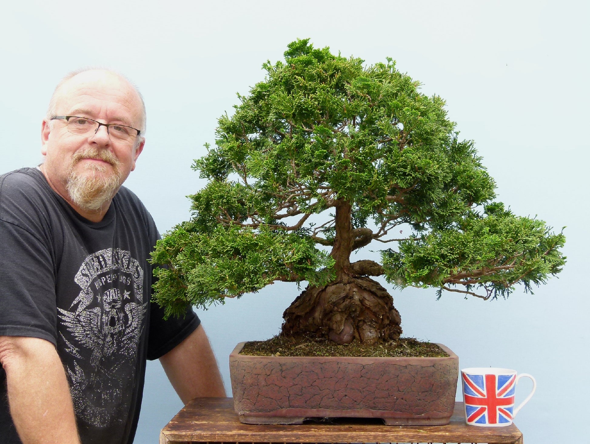 Dwarf Hinoki Cypress Bonsai Tree