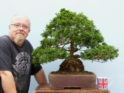 Dwarf Hinoki Cypress Bonsai Tree