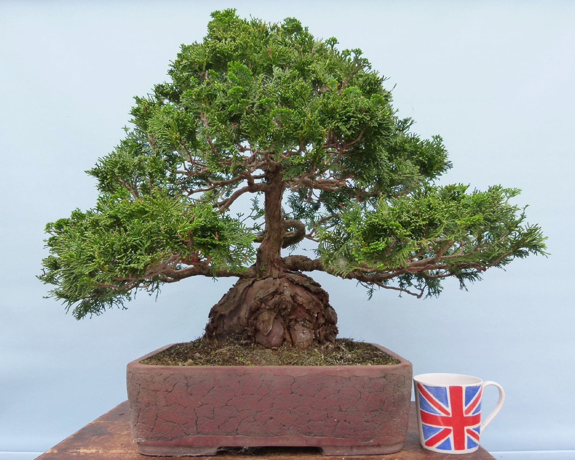 Dwarf Hinoki Cypress Bonsai Tree