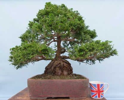 Dwarf Hinoki Cypress Bonsai Tree