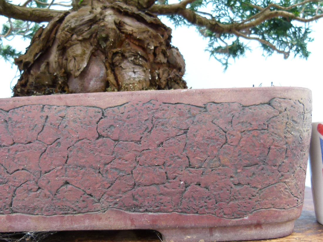 Dwarf Hinoki Cypress Bonsai Tree