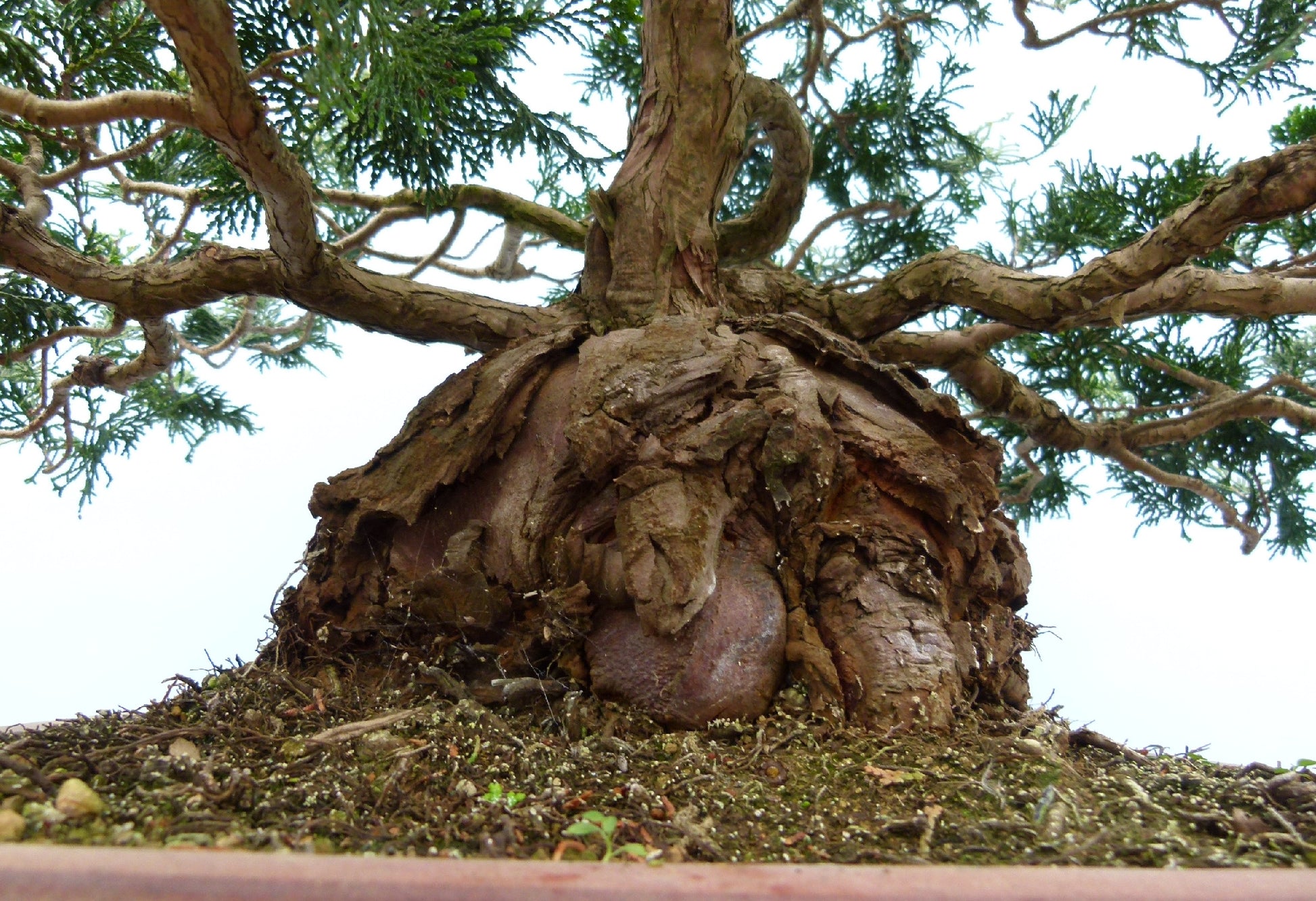 Dwarf Hinoki Cypress Bonsai Tree