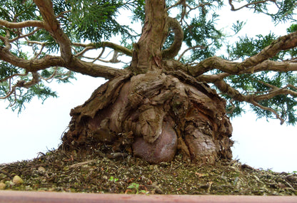 Dwarf Hinoki Cypress Bonsai Tree
