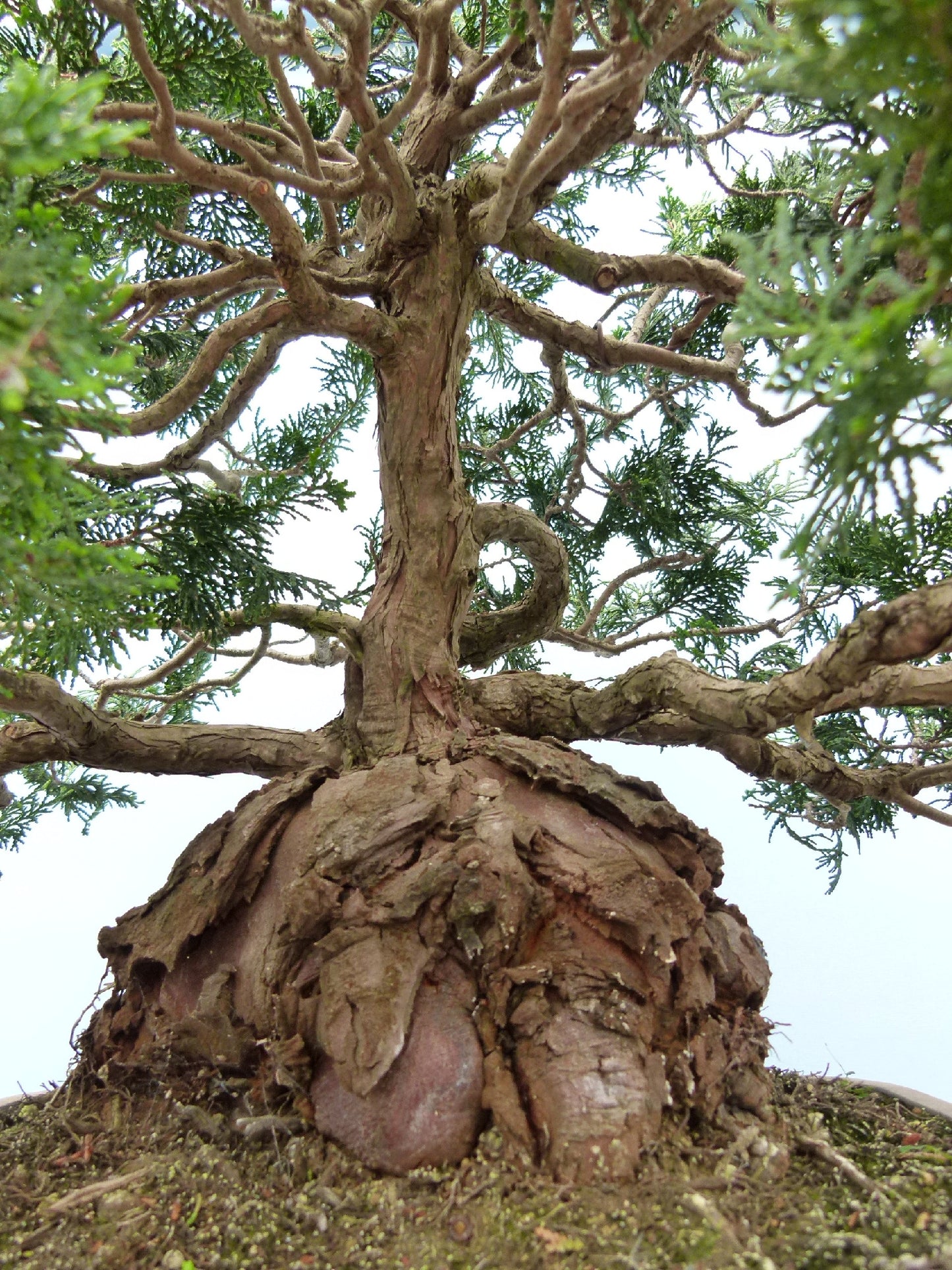 Dwarf Hinoki Cypress Bonsai Tree