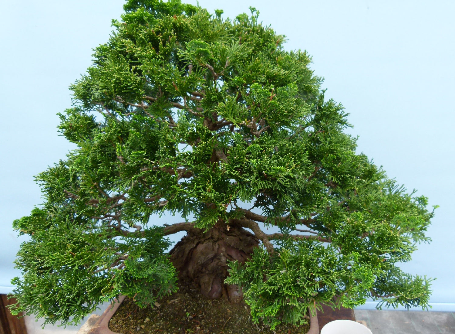 Dwarf Hinoki Cypress Bonsai Tree