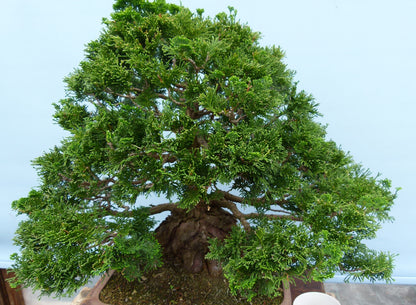 Dwarf Hinoki Cypress Bonsai Tree