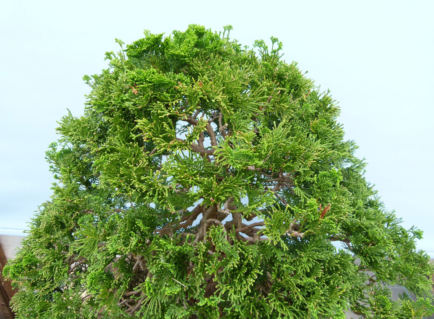 Dwarf Hinoki Cypress Bonsai Tree