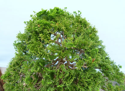 Dwarf Hinoki Cypress Bonsai Tree