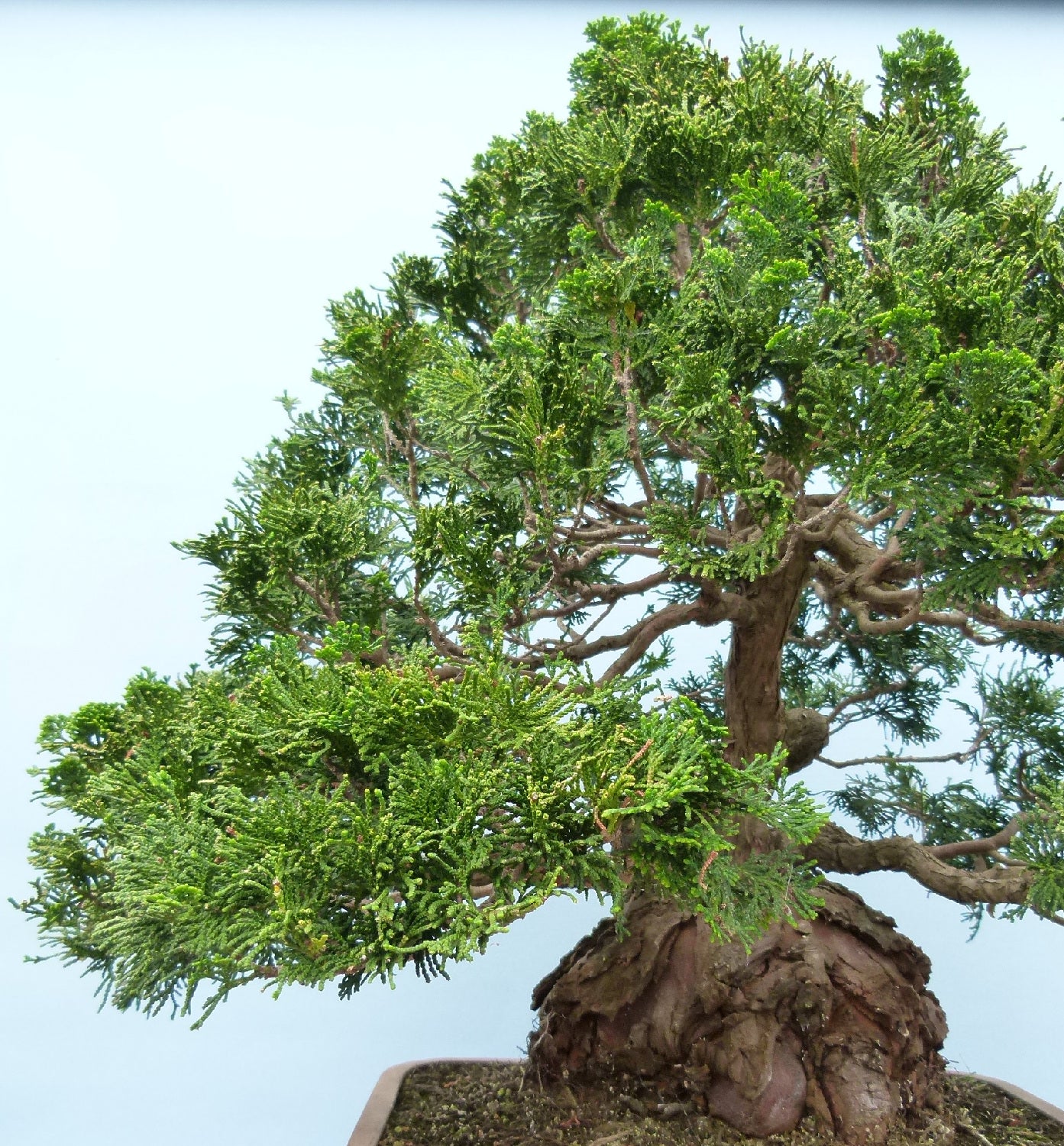 Dwarf Hinoki Cypress Bonsai Tree