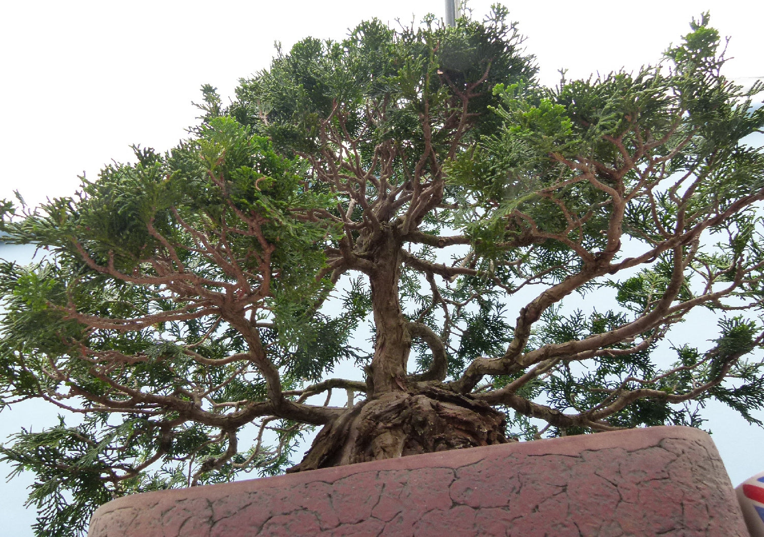 Dwarf Hinoki Cypress Bonsai Tree