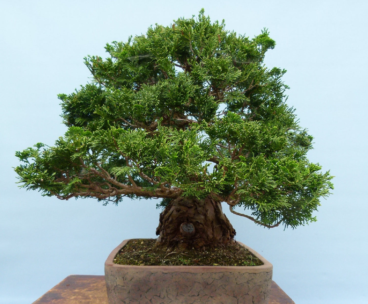 Dwarf Hinoki Cypress Bonsai Tree
