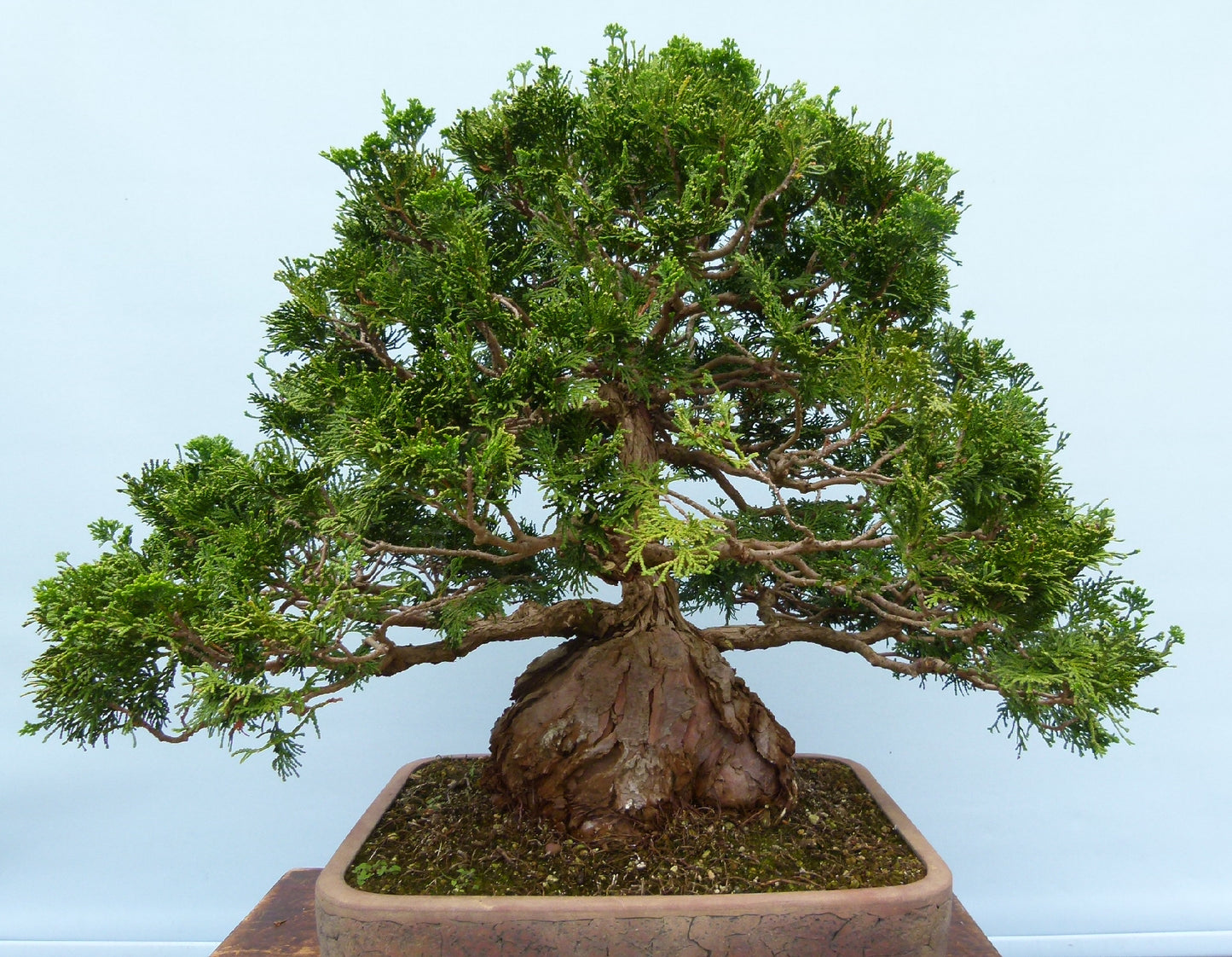 Dwarf Hinoki Cypress Bonsai Tree