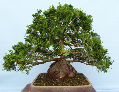 Dwarf Hinoki Cypress Bonsai Tree
