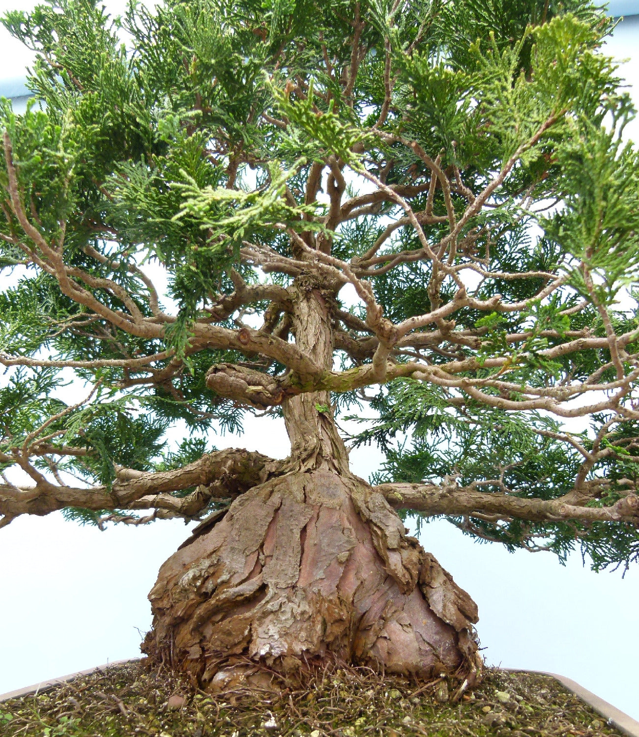 Dwarf Hinoki Cypress Bonsai Tree