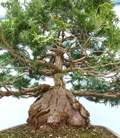 Dwarf Hinoki Cypress Bonsai Tree